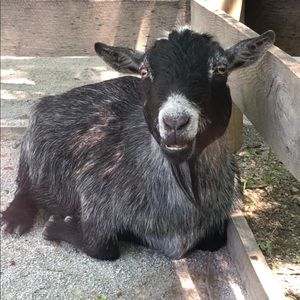 Meet your Posher, Hillary